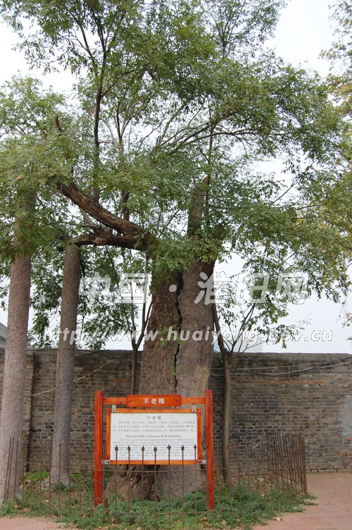 明代不老槐
